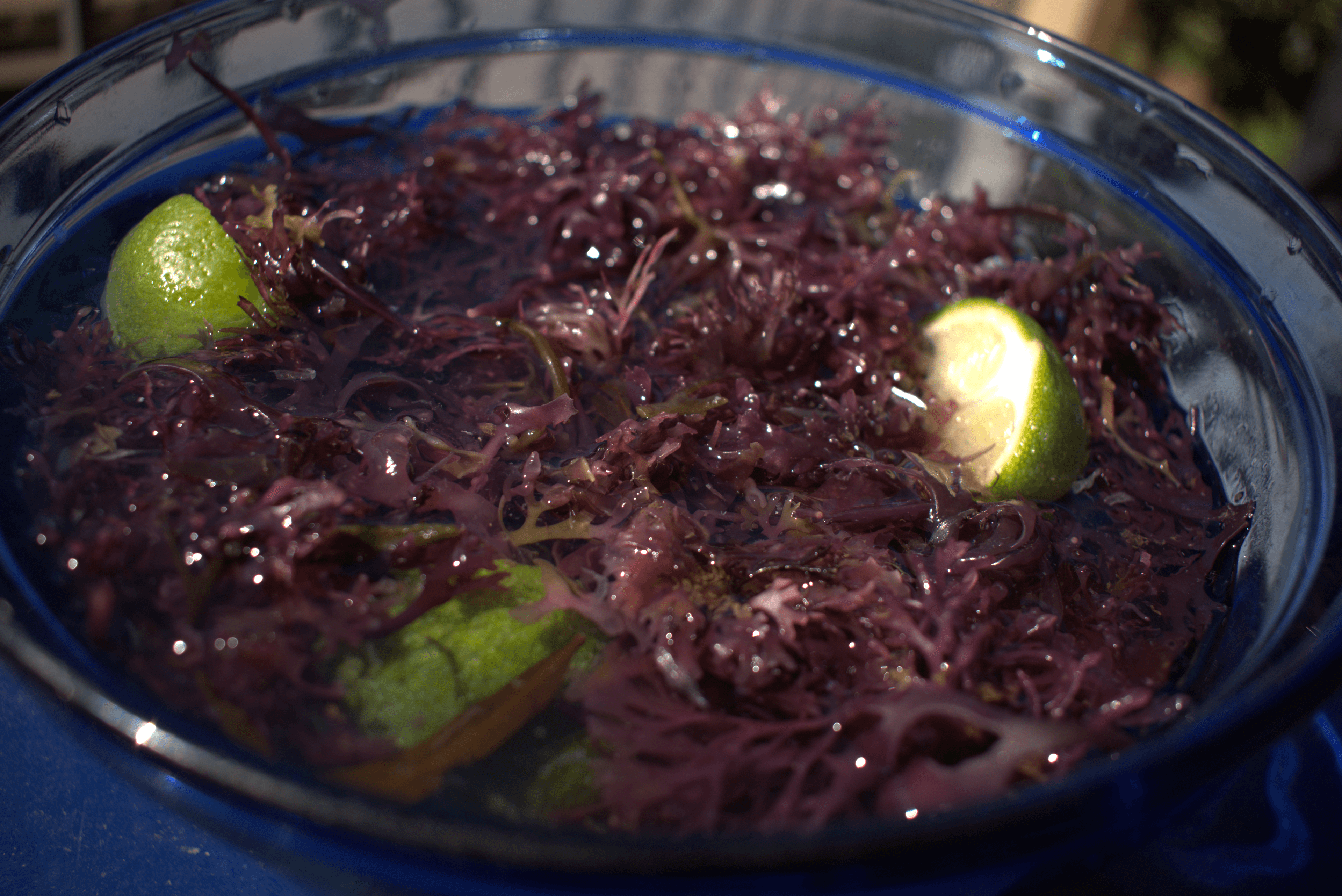 Bowl of Earth Plug's Irish Sea Moss