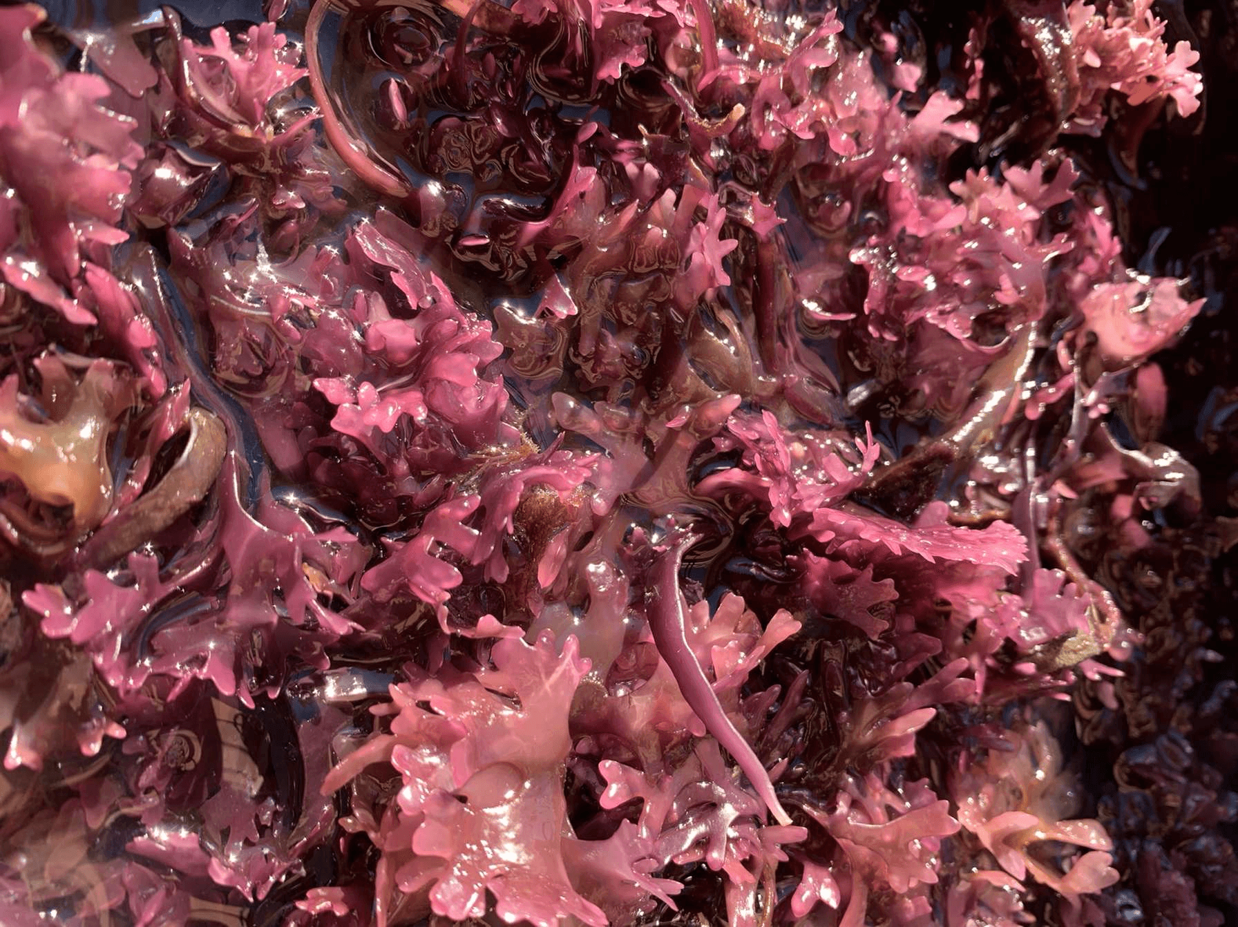 Raw Irish Sea Moss